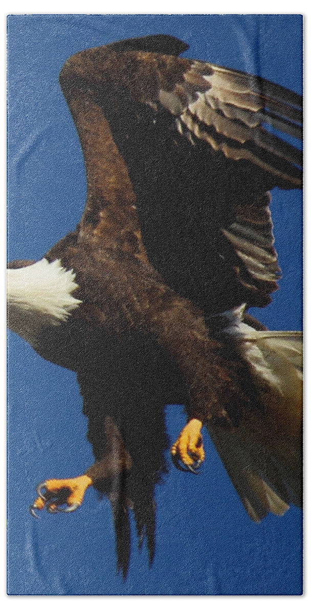 Bald Eagle Beach Towel featuring the photograph Aborted Landing by Randy Hall