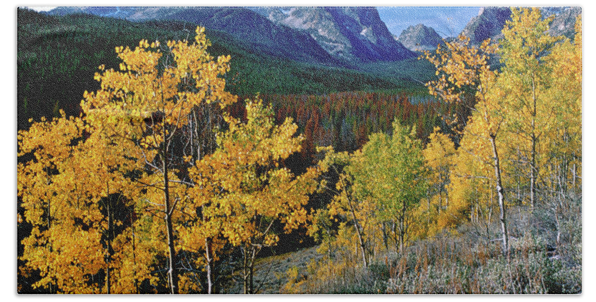 Sawtooth Mountains Beach Towel featuring the photograph Fishhook Creek Aspens by Ed Riche