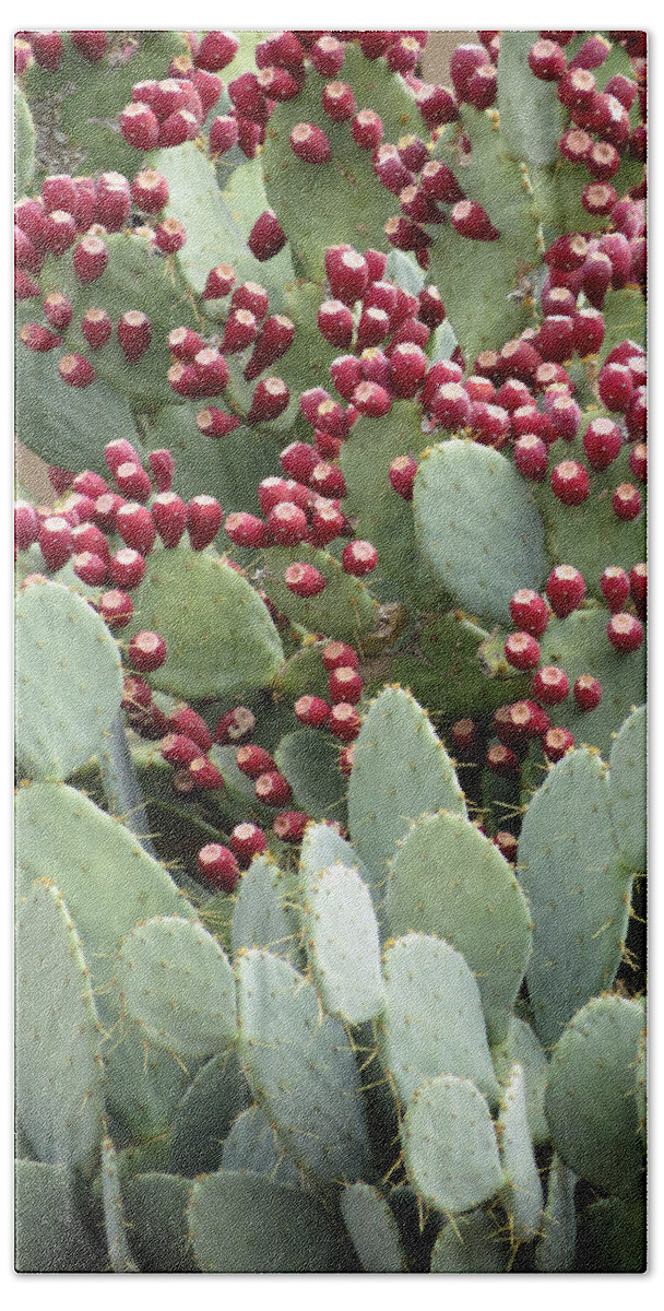 Cactus Beach Sheet featuring the photograph Abundance of Fruit by Laurel Powell