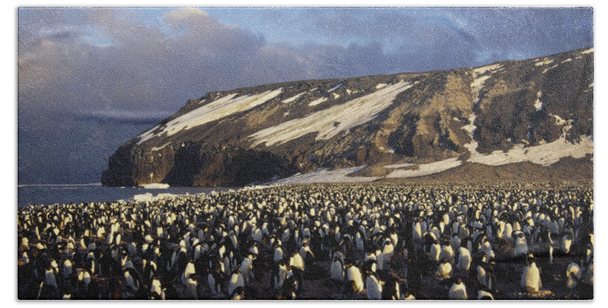 Feb0514 Beach Towel featuring the photograph Adelie Penguin Colony Antarctica by Tui De Roy