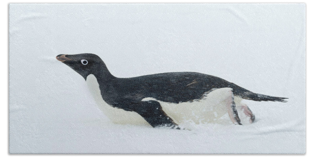 534749 Beach Towel featuring the photograph Adelie Penguin Tobogganing Antarctica by Kevin Schafer