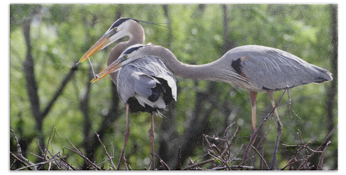 Animal Beach Sheet featuring the photograph Affectionate Great Blue Heron Mates by Sabrina L Ryan
