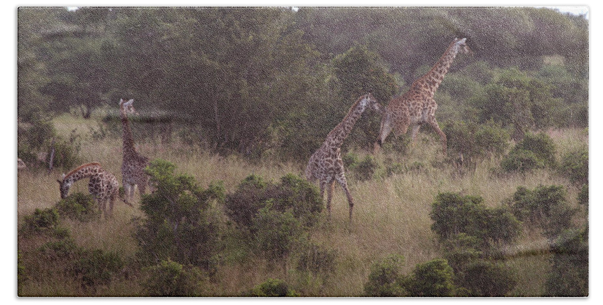 Giraffe Beach Sheet featuring the photograph Africa Dream by Joseph G Holland
