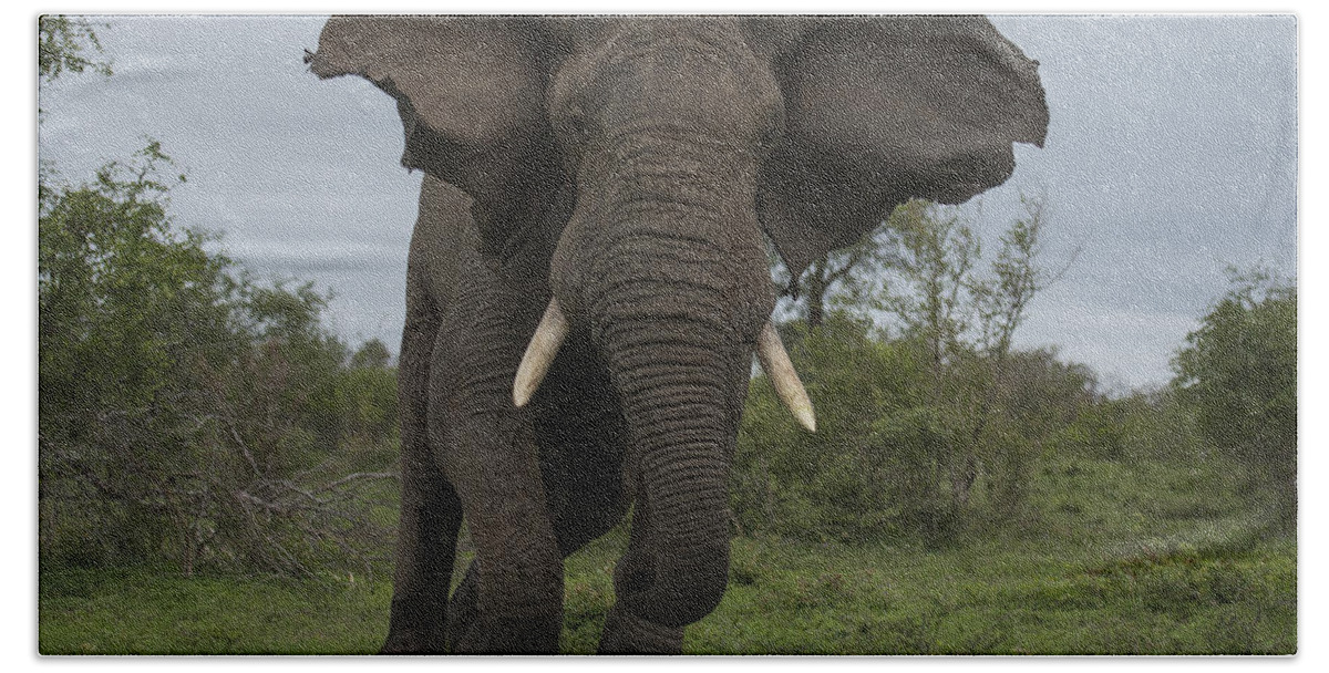 Sergey Gorshkov Beach Towel featuring the photograph African Elephant Charging Sabi-sands by Sergey Gorshkov