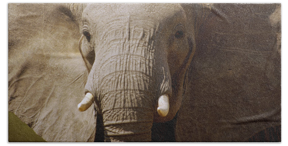 Feb0514 Beach Towel featuring the photograph African Elephant Close Up Amboseli by Gerry Ellis