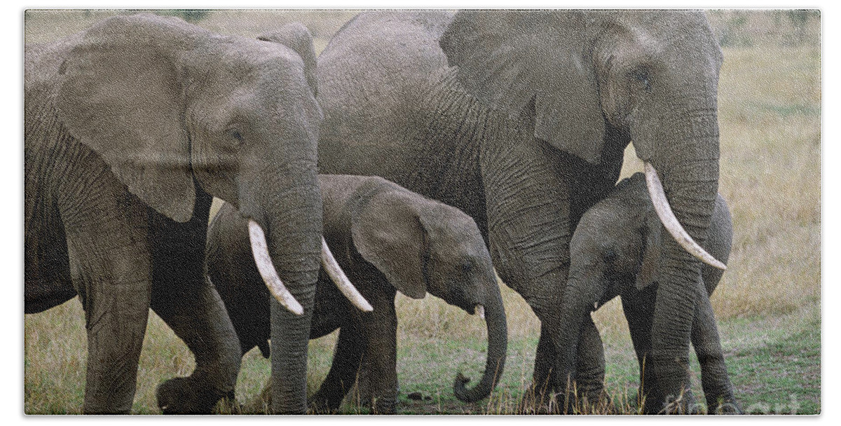 00344769 Beach Towel featuring the photograph African Elephant Females And Calves by Yva Momatiuk and John Eastcott