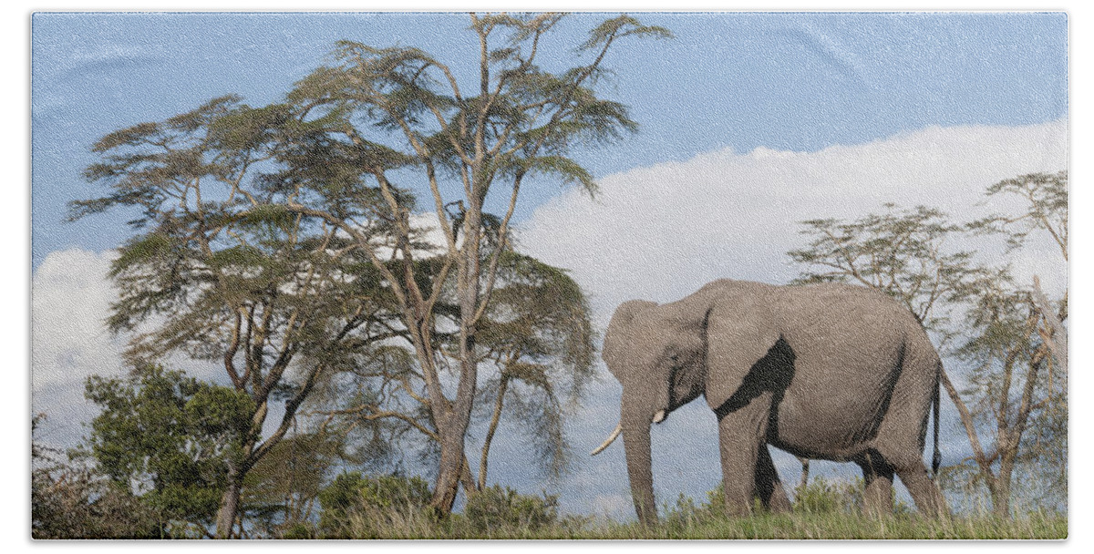 Feb0514 Beach Towel featuring the photograph African Elephant Kenya by Tui De Roy