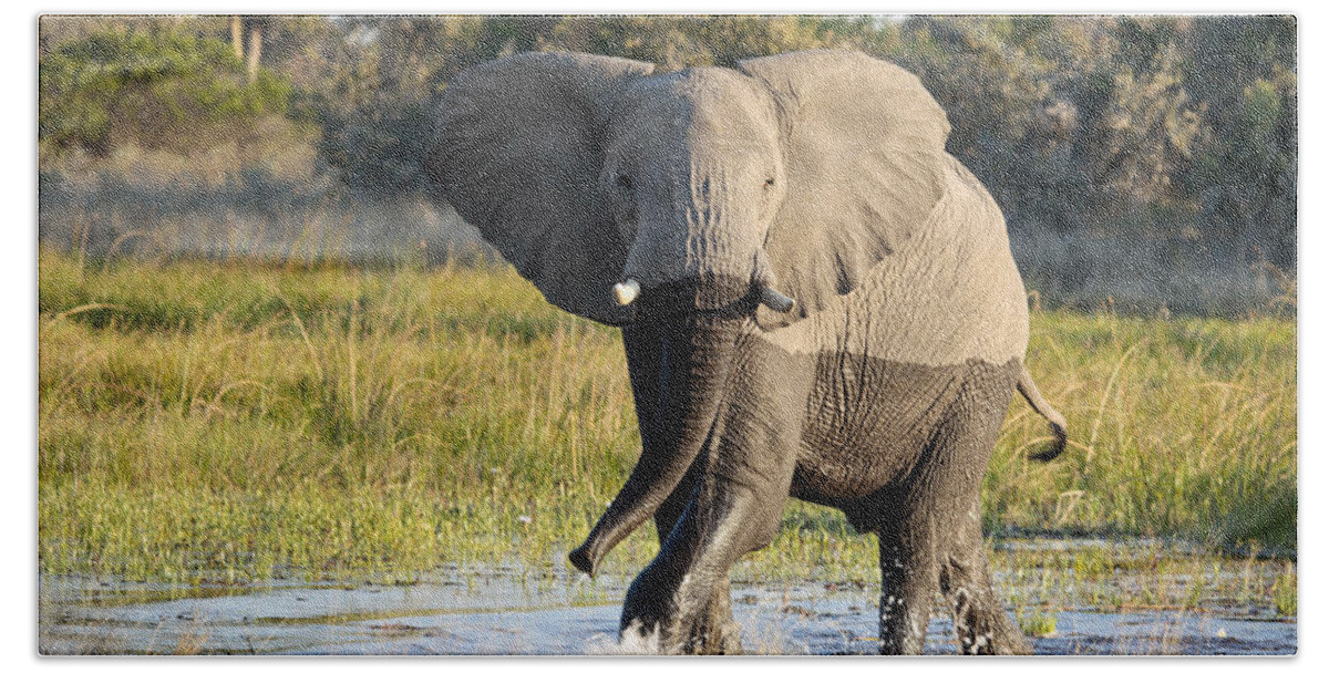 African Elephant Beach Sheet featuring the photograph African Elephant mock-charging by Liz Leyden