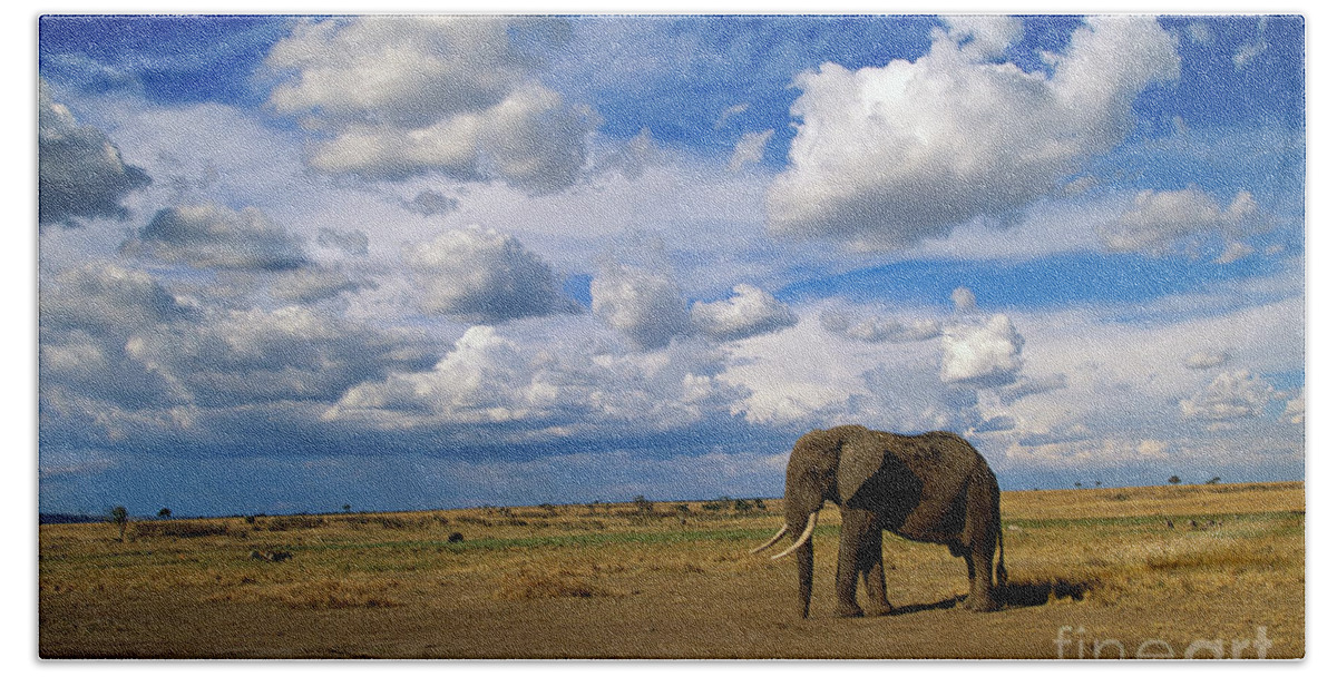 00344759 Beach Towel featuring the photograph African Elephant Walking in Masai Mara by Yva Momatiuk John Eastcott