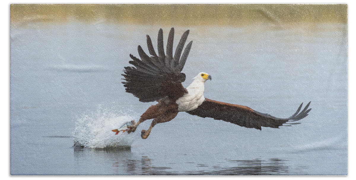 Andrew Schoeman Beach Towel featuring the photograph African Fish Eagle Fishing Chobe River by Andrew Schoeman