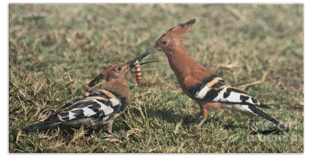 Young Bird Beach Towel featuring the photograph African Hoopoe feeding young by Liz Leyden