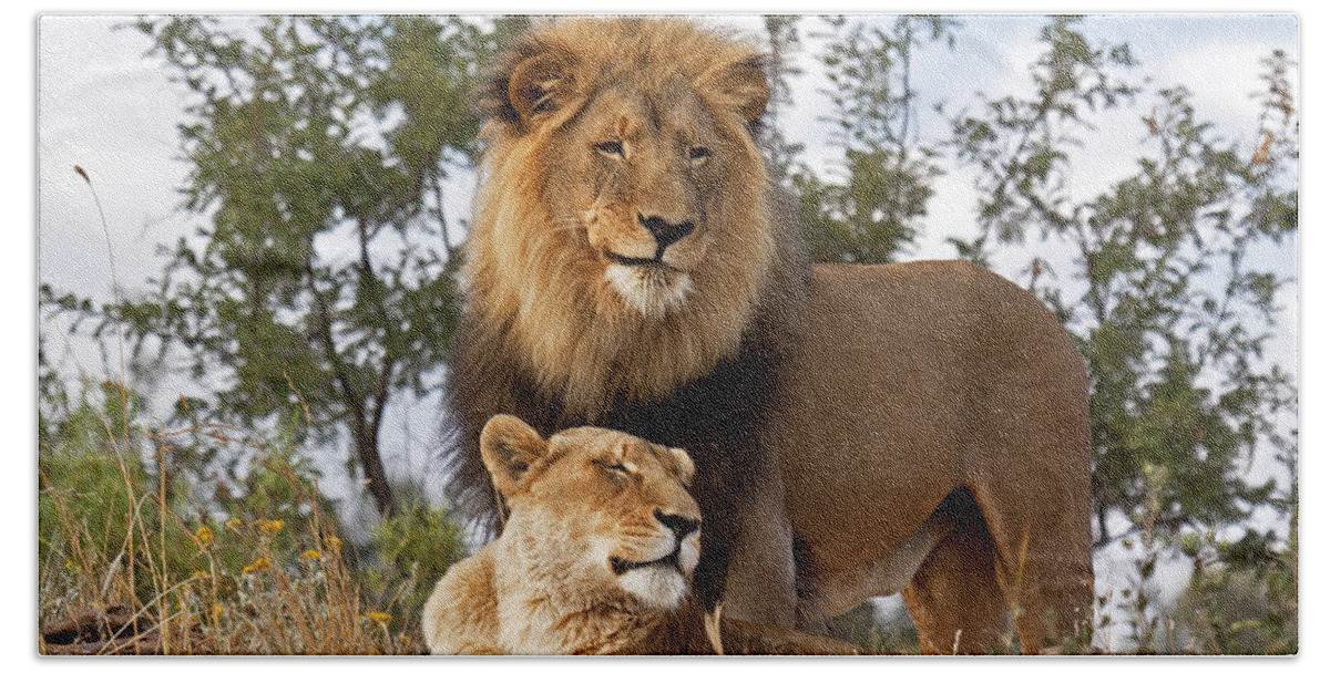 Nis Beach Towel featuring the photograph African Lion And Lioness Botswana by Erik Joosten