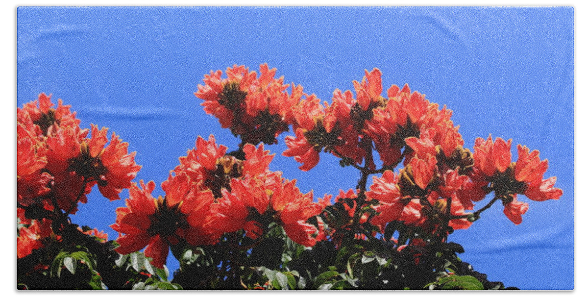 African Tulip Tree Beach Towel featuring the photograph African Tulip Tree by Shane Bechler