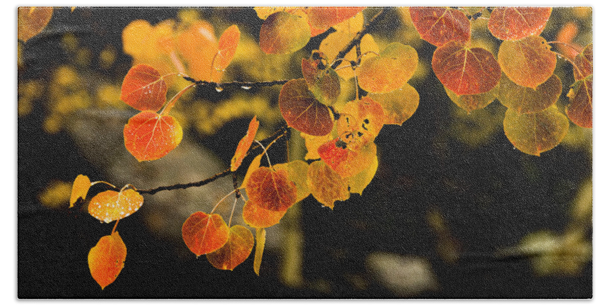 Fall Beach Towel featuring the photograph After Rain by Chad Dutson