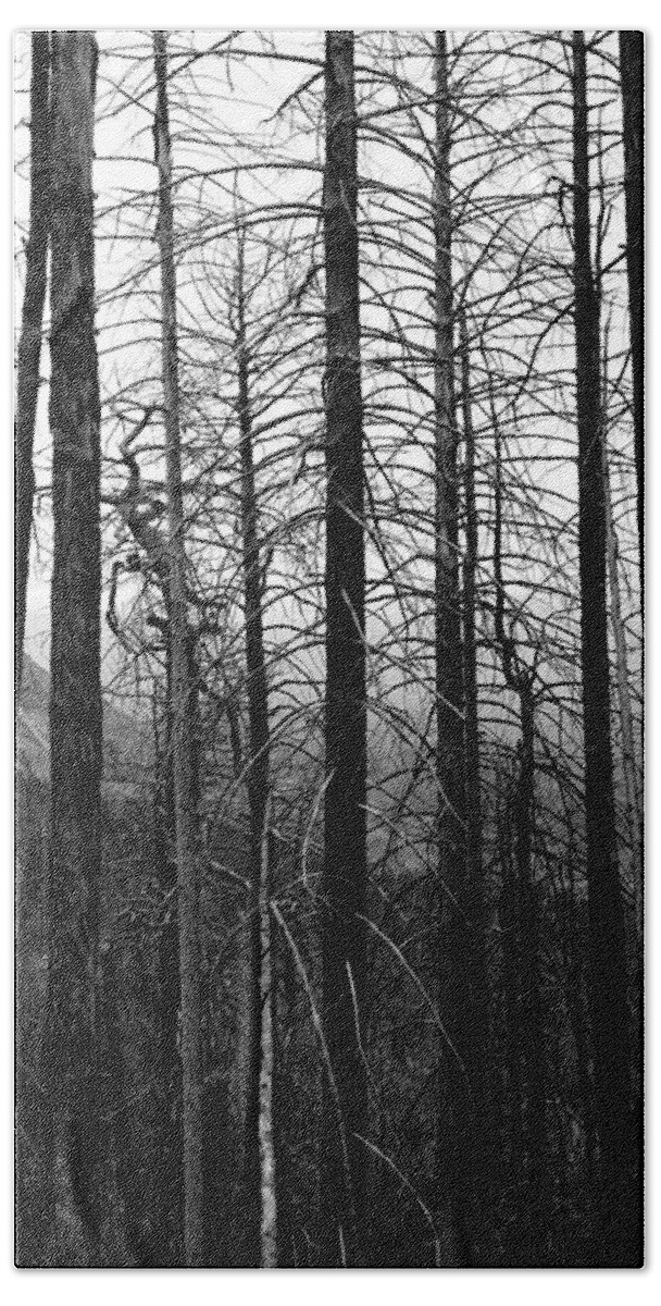 Trees Beach Sheet featuring the photograph After the Fire by Joe Kozlowski