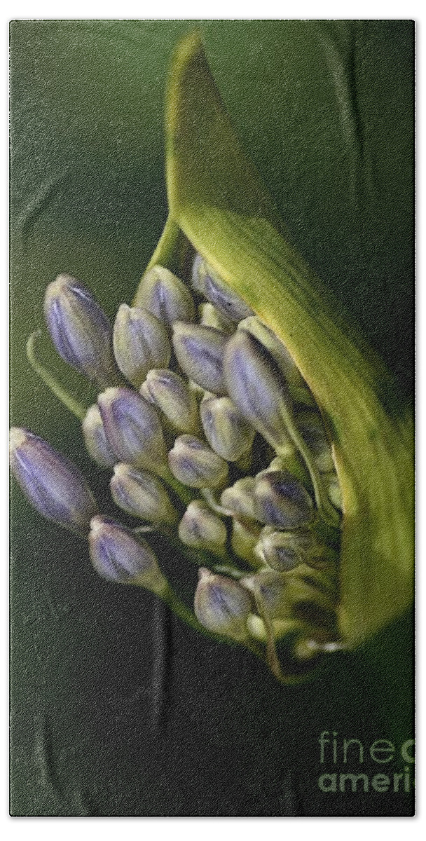 Lily Of The Nile Beach Towel featuring the photograph Agapanthus by Joy Watson