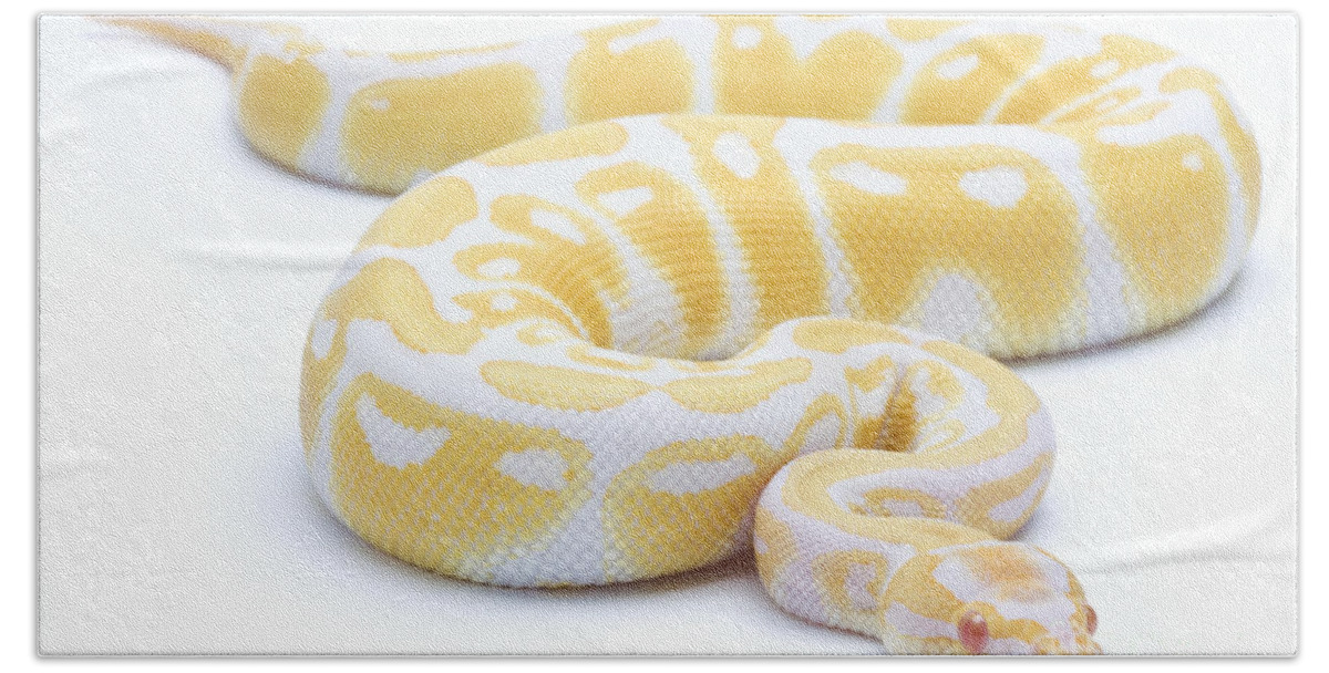 Royal Python Beach Sheet featuring the photograph Albino Royal Python by Michel Gunther