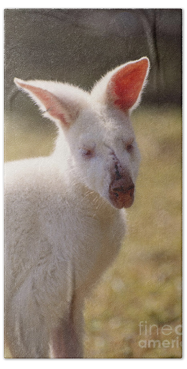Nature Beach Towel featuring the photograph Albino Wallaby by Art Wolfe