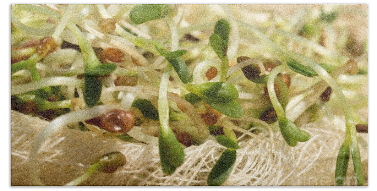 Alfalfa Sprouts Beach Towel featuring the photograph Alfalfa Sprouts by Iris Richardson