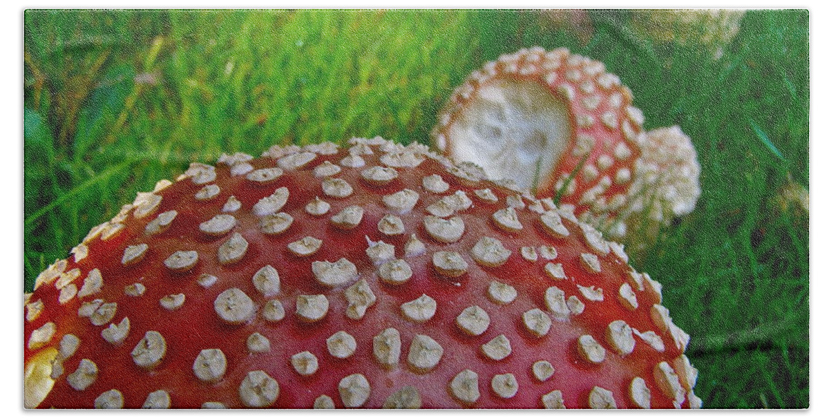 Alice In Wonderland Beach Towel featuring the photograph Alice's Shrooms by LeLa Becker