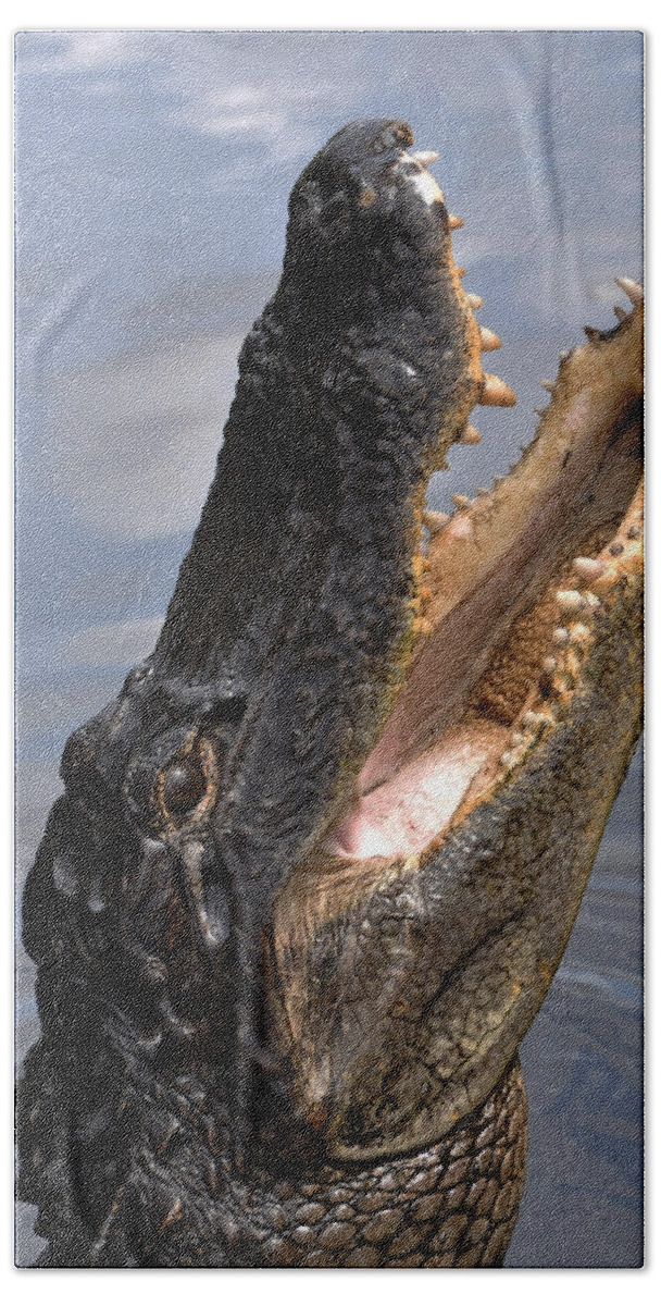 Alligator Beach Towel featuring the photograph Alligator Head by Mary Beth Angelo