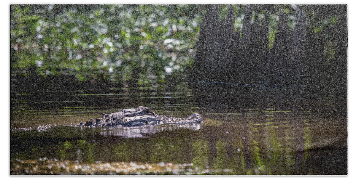 Alligator Beach Sheet featuring the photograph Alligator Swimming in Bayou 2 by Gregory Daley MPSA