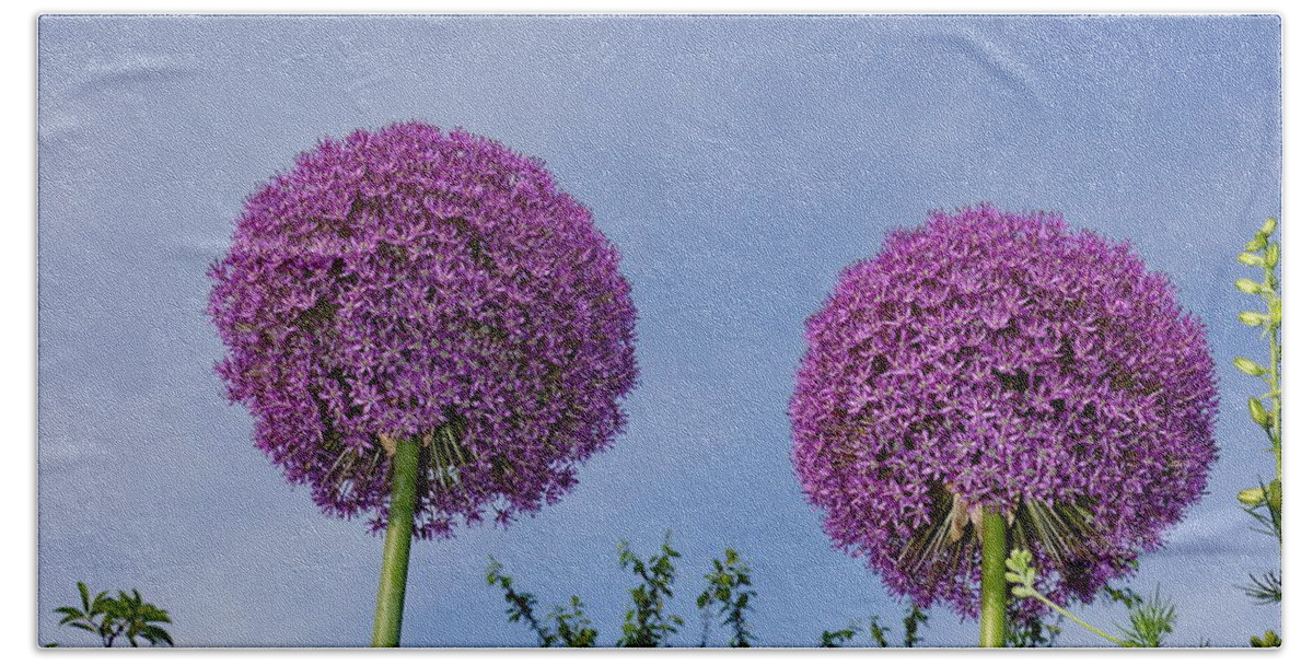 Purple Beach Towel featuring the photograph Allium Flowers by Alan Hutchins