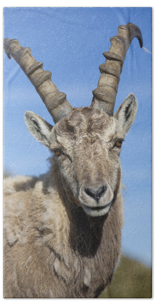 Flpa Beach Towel featuring the photograph Alpine Ibex In The Swiss Alps by Bernd Rohrschneider