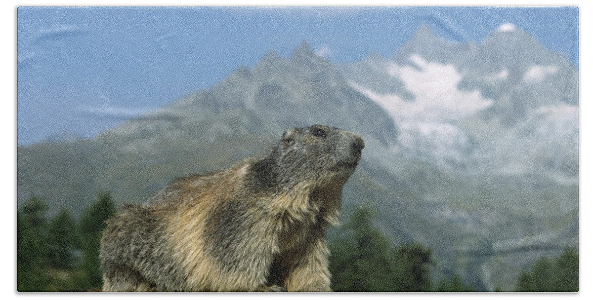 Feb0514 Beach Towel featuring the photograph Alpine Marmot Switzerland by Konrad Wothe