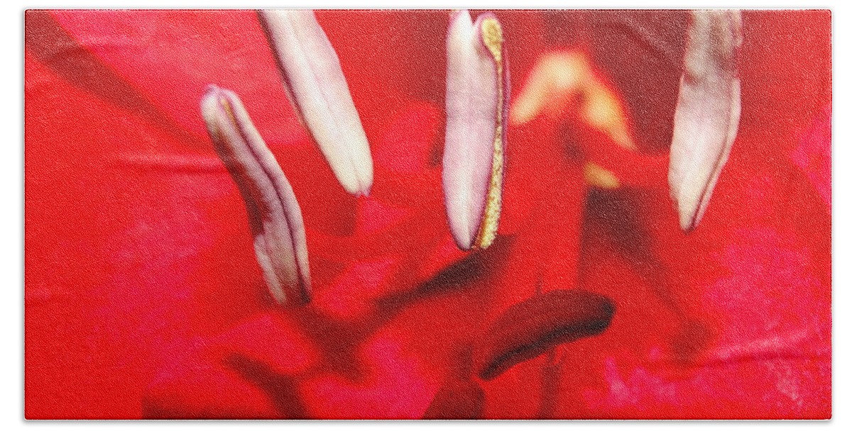 Rose Beach Towel featuring the photograph Amarillo Bloom by Joseph Baril