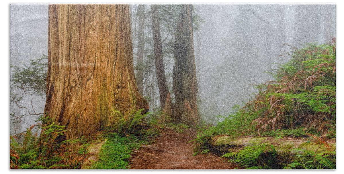 Redwoods Beach Towel featuring the photograph Amber Redwood by Greg Nyquist