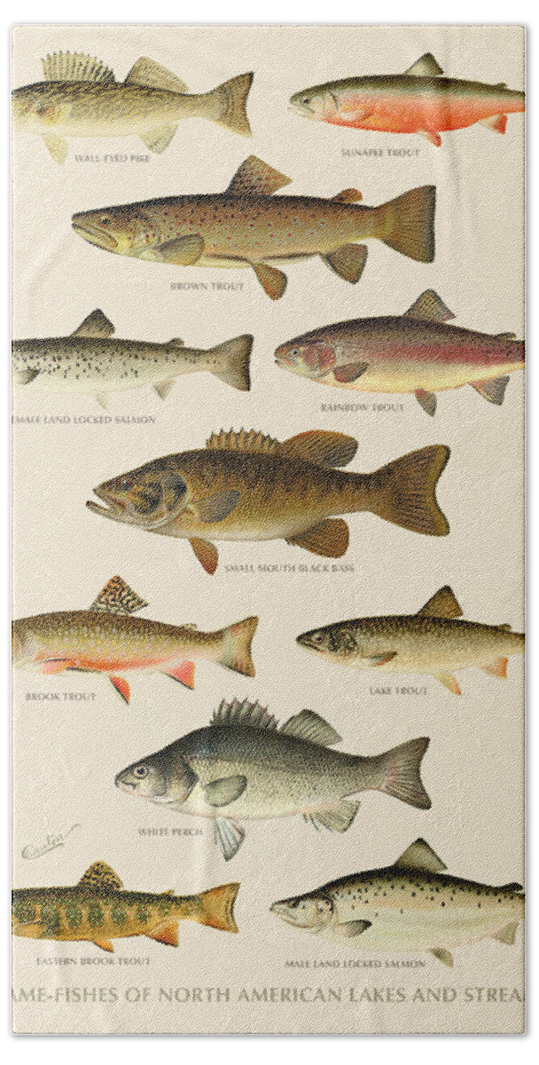 #faatoppicks Beach Towel featuring the painting American Game Fish by Gary Grayson