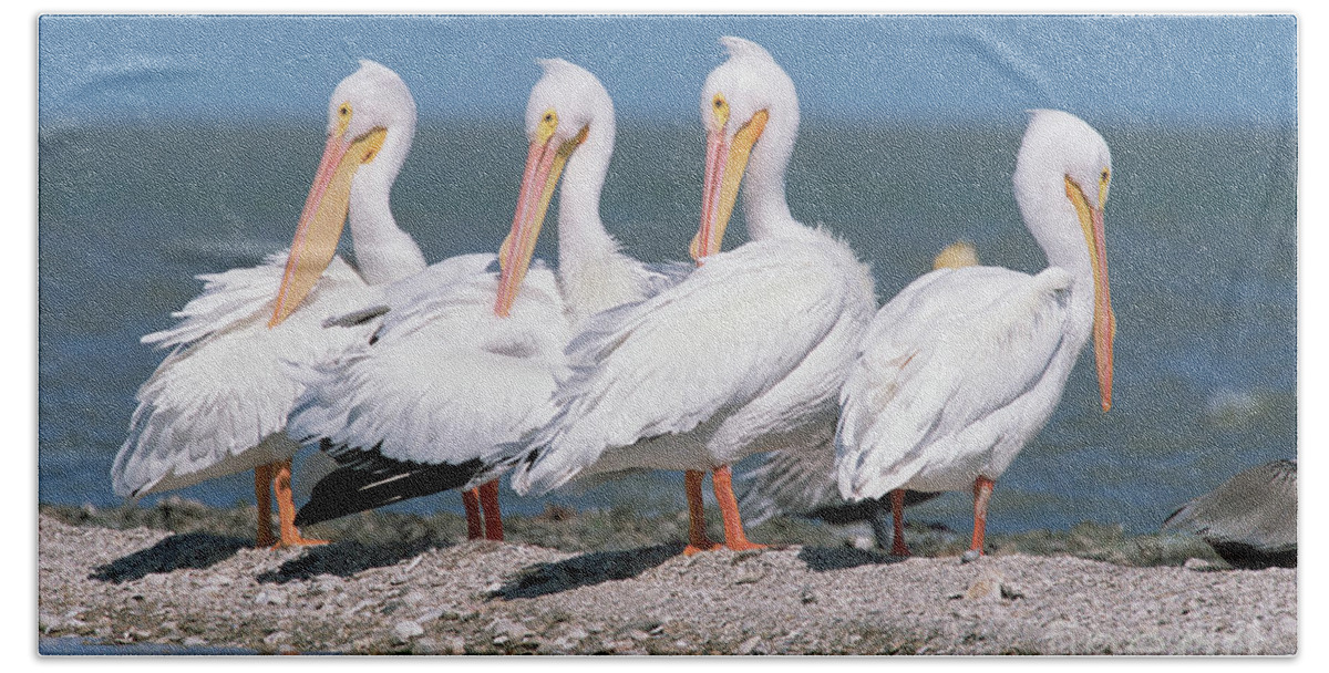 00342820 Beach Towel featuring the photograph Four American White Pelicans by Yva Momatiuk and John Eastcott
