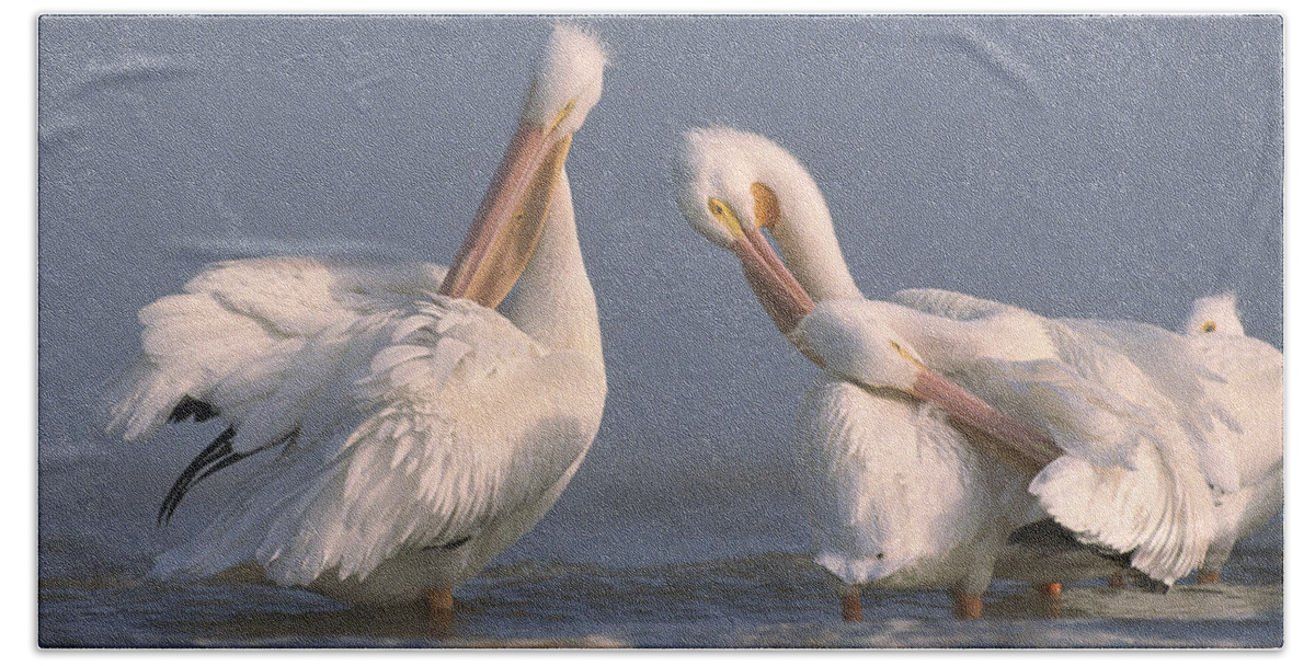 00170048 Beach Towel featuring the photograph American White Pelicans Preening by Tim Fitzharris