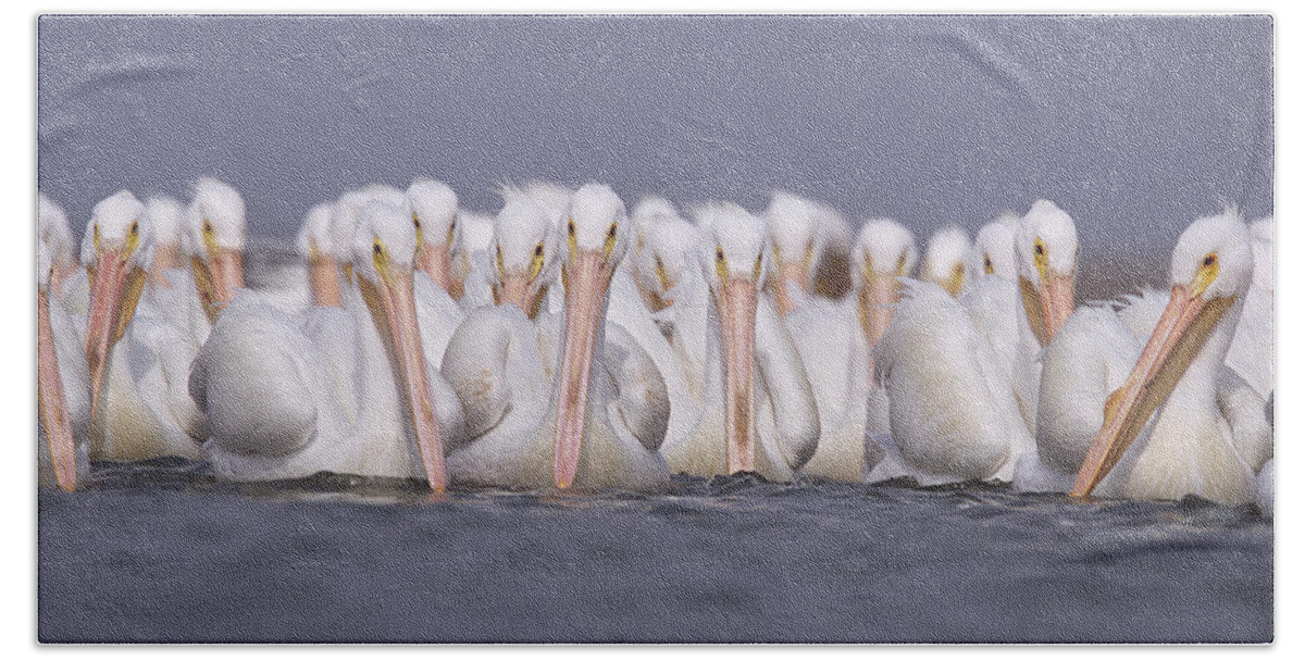 Feb0514 Beach Towel featuring the photograph American White Pelicans by Tim Fitzharris
