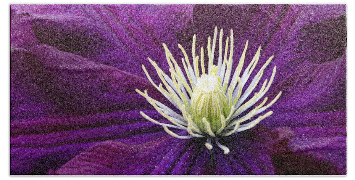 Clematis Beach Towel featuring the photograph Amethyst Colored Clematis by Kay Novy