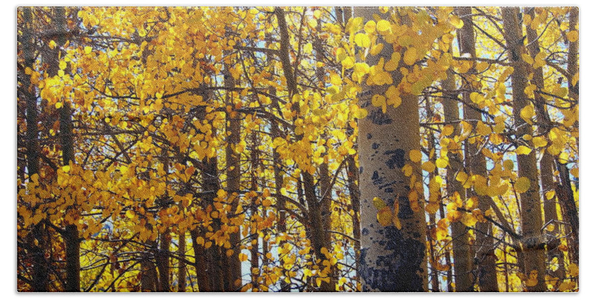 Aspen Beach Sheet featuring the photograph Among the Aspen Trees in Fall by Amy McDaniel