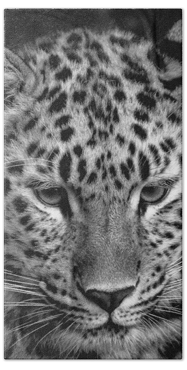 Animal Beach Towel featuring the photograph Amur Leopard in Black and White by Chris Boulton