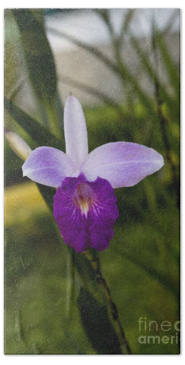 Flowers Beach Towel featuring the photograph An Orchid Orchid by Kathy McClure