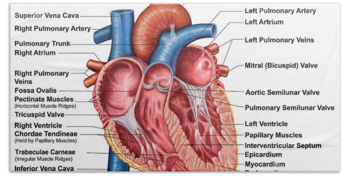 Anatomy Of Heart Interior Frontal Beach Sheet