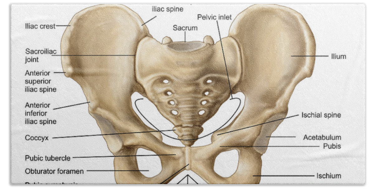 Anatomy Of Human Pelvic Bone Beach Sheet by Stocktrek Images