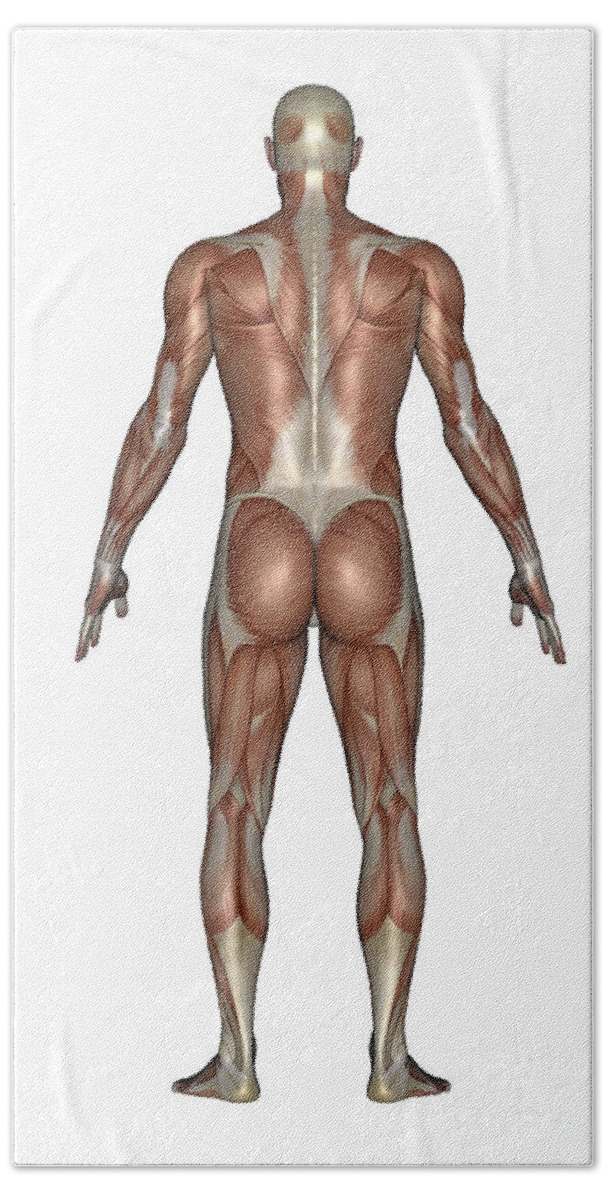Anatomy Beach Towel featuring the digital art Anatomy Of Male Muscular System, Back by Elena Duvernay
