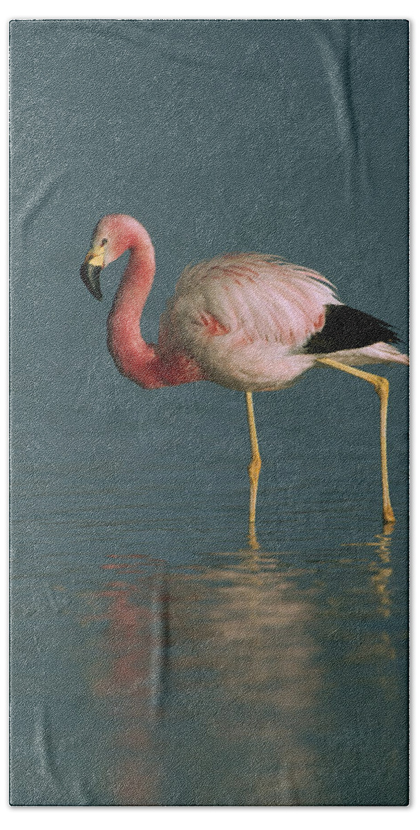 Feb0514 Beach Towel featuring the photograph Andean Flamingo Wading Laguna Blanca by Pete Oxford