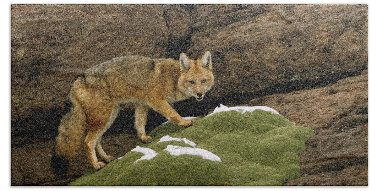 Feb0514 Beach Towel featuring the photograph Andean Red Fox Altiplano Bolivia by Pete Oxford