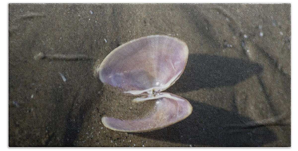 Sea Shell Beach Towel featuring the photograph Angel Wings by Spikey Mouse Photography