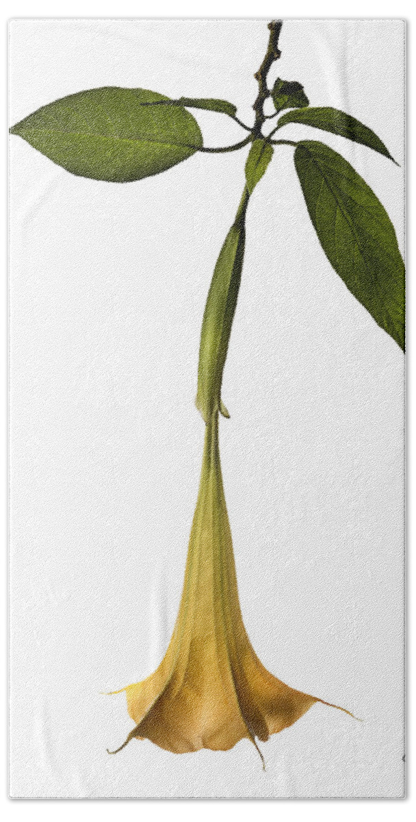Flower Beach Towel featuring the photograph Angel's Trumpet by Endre Balogh