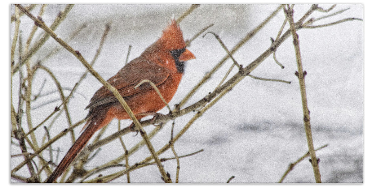 Cardinal Beach Towel featuring the photograph Another Snowy Day by Jan Killian