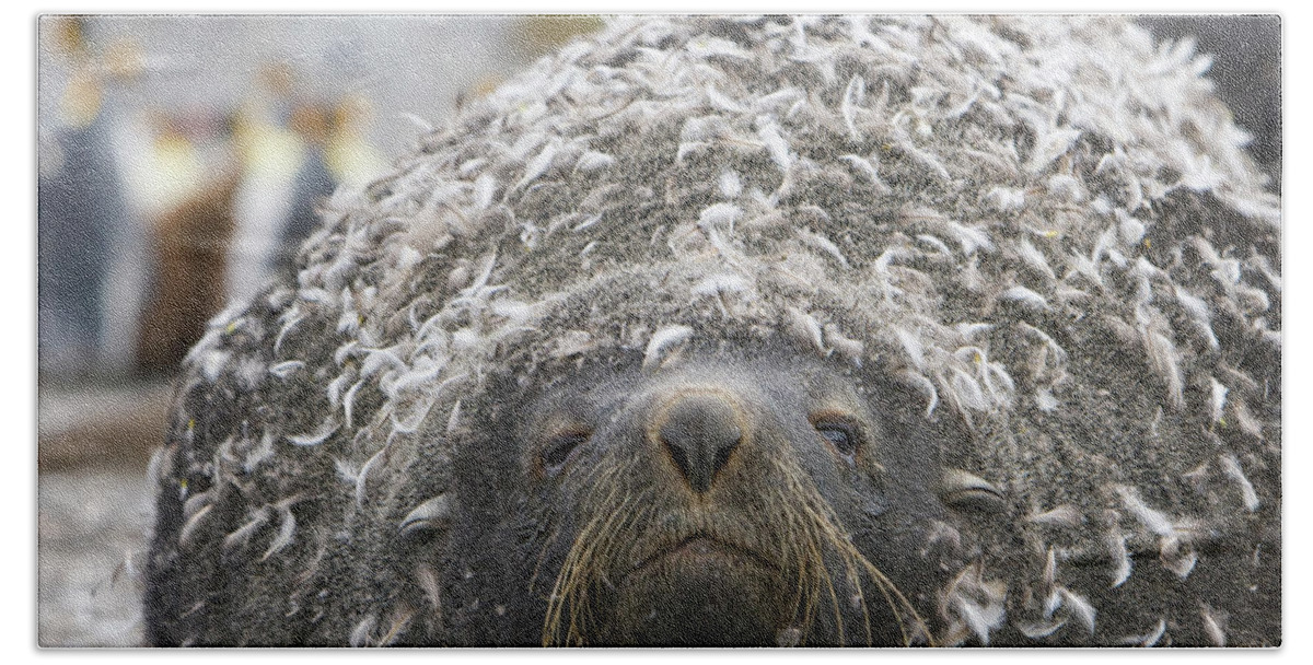 00345984 Beach Towel featuring the photograph Antarctic Fur Seal With Penguin Feathers by 