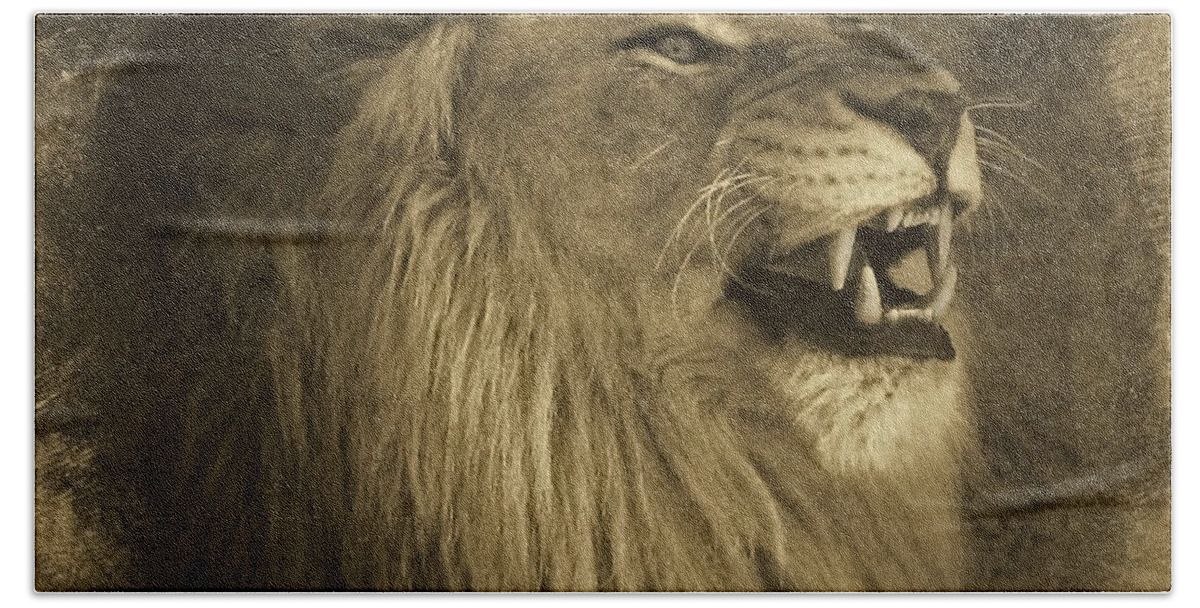 Lions Beach Towel featuring the photograph Antiqued Lion by Elaine Malott