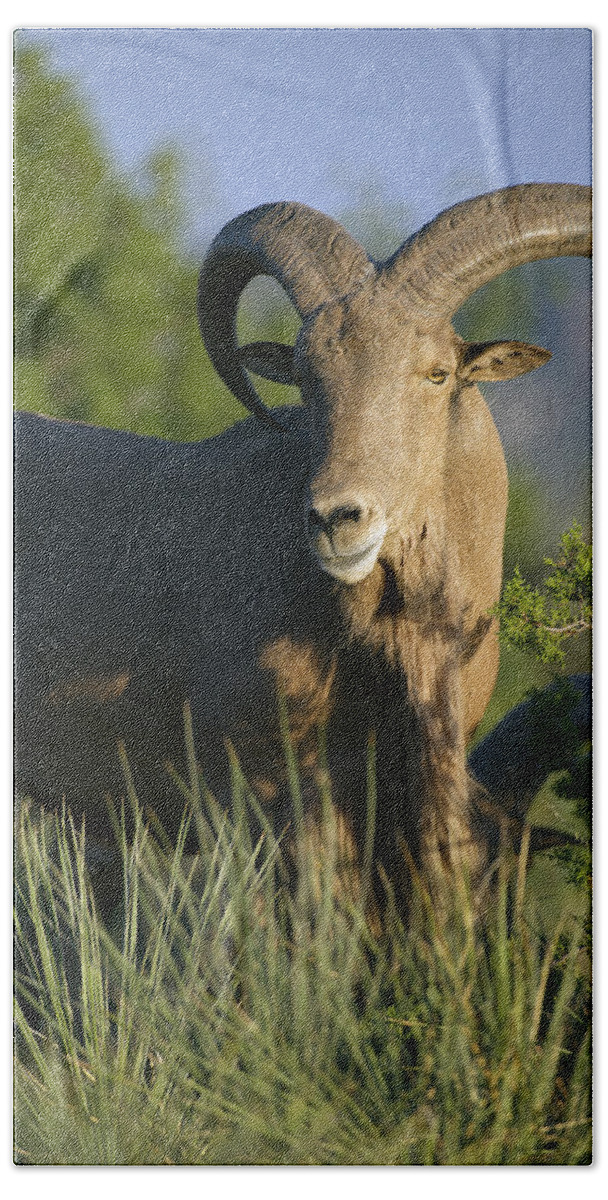 Barbary Beach Towel featuring the photograph Aoudad Sheep Ram by Gary Langley